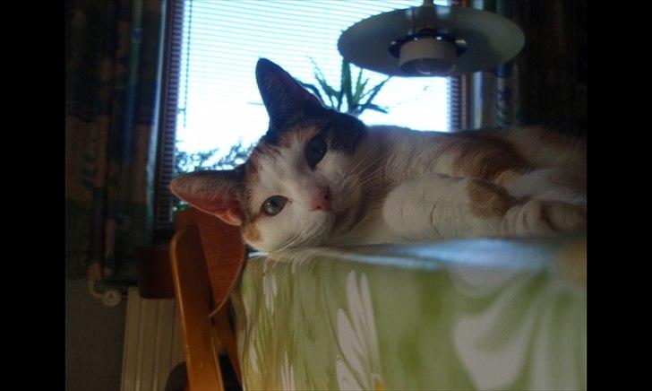 Huskat Sisse billede 1