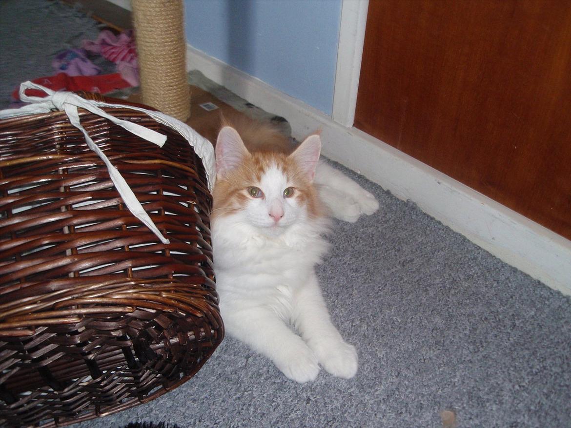 Norsk Skovkat Rasmus på luffen billede 12