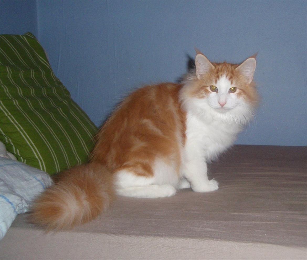 Norsk Skovkat Rasmus på luffen billede 13