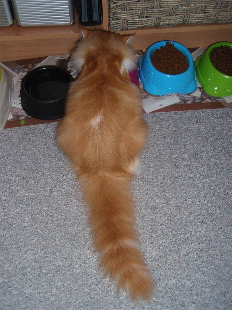 Norsk Skovkat Rasmus på luffen billede 14