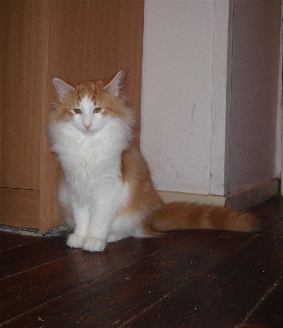 Norsk Skovkat Rasmus på luffen billede 1