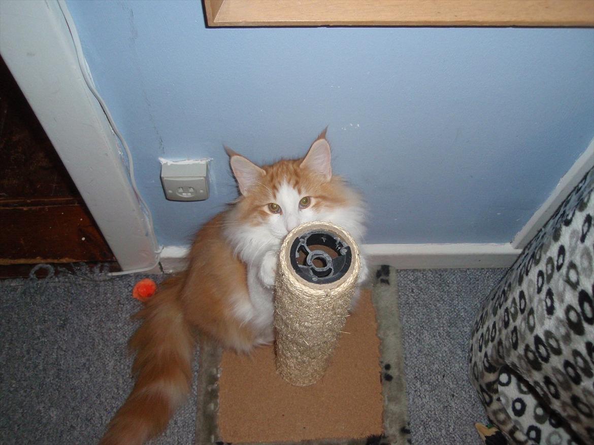 Norsk Skovkat Rasmus på luffen billede 15