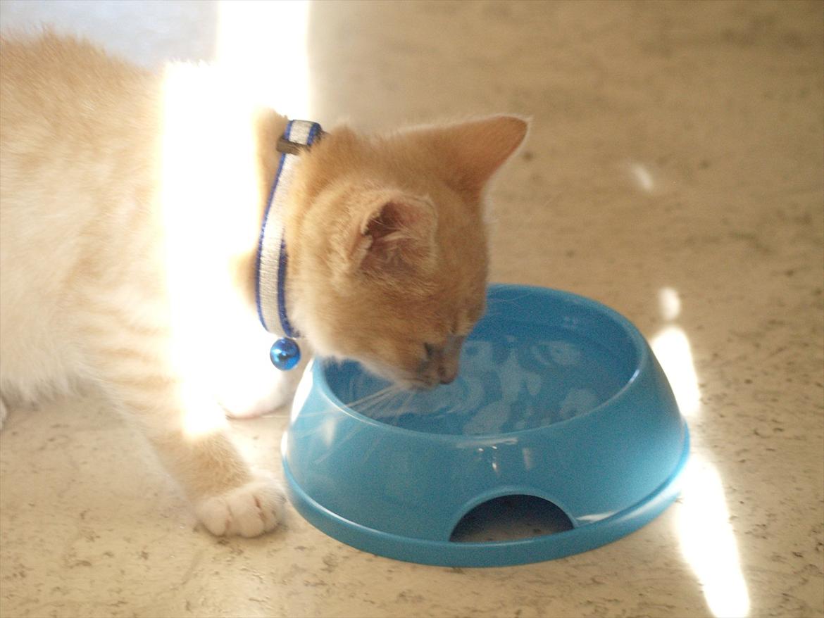 Blanding af racer Simba<3 billede 5