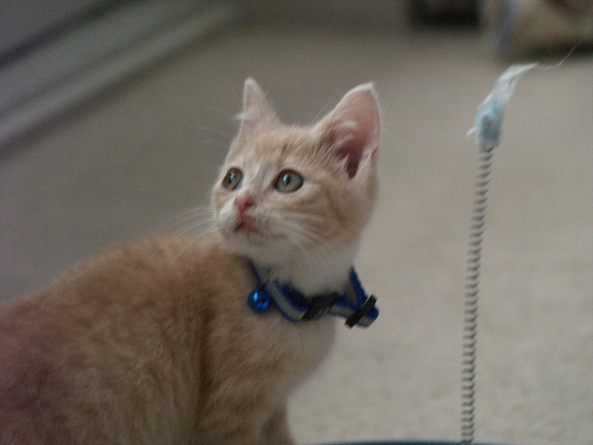 Blanding af racer Simba<3 billede 8