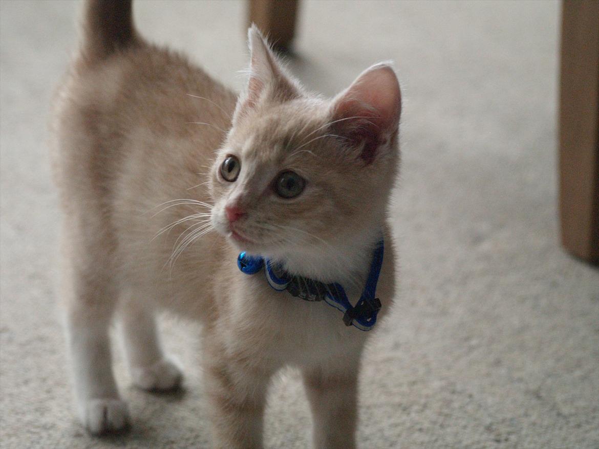 Blanding af racer Simba<3 billede 3