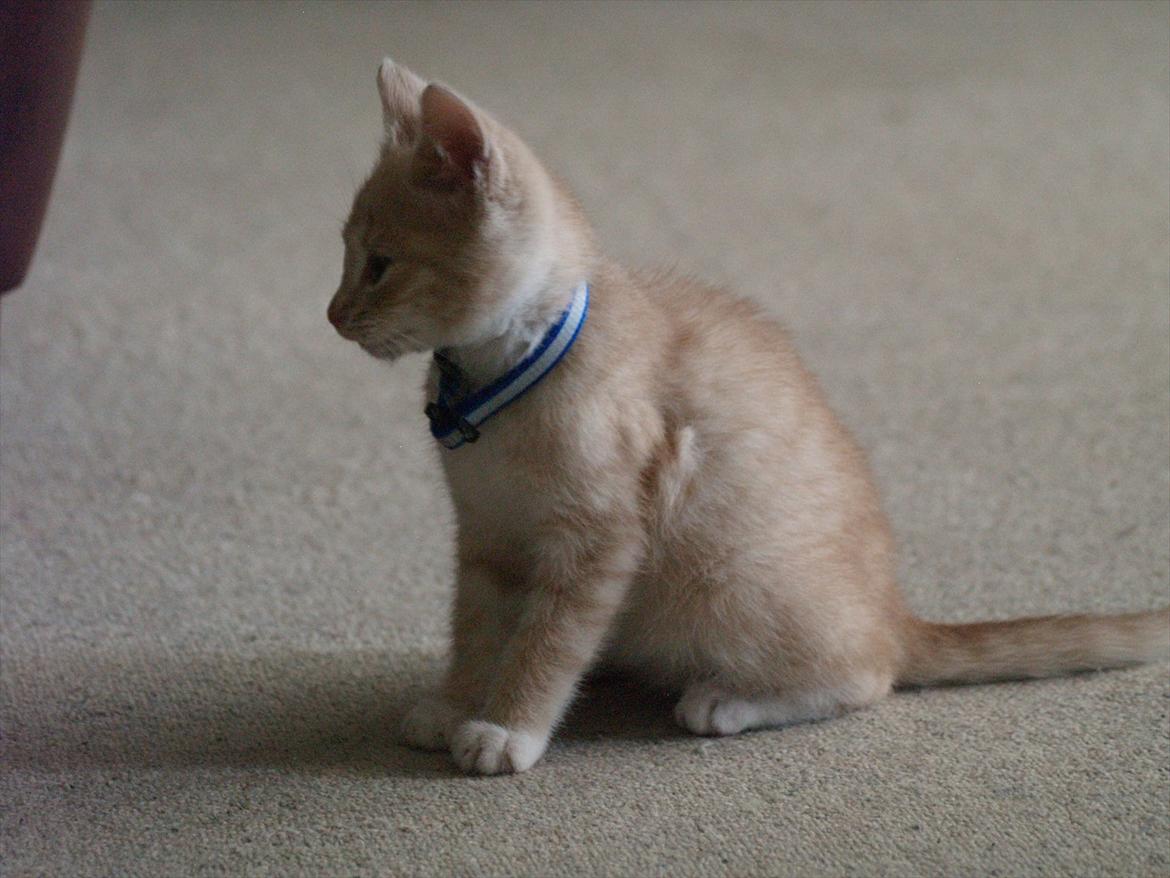 Blanding af racer Simba<3 billede 13