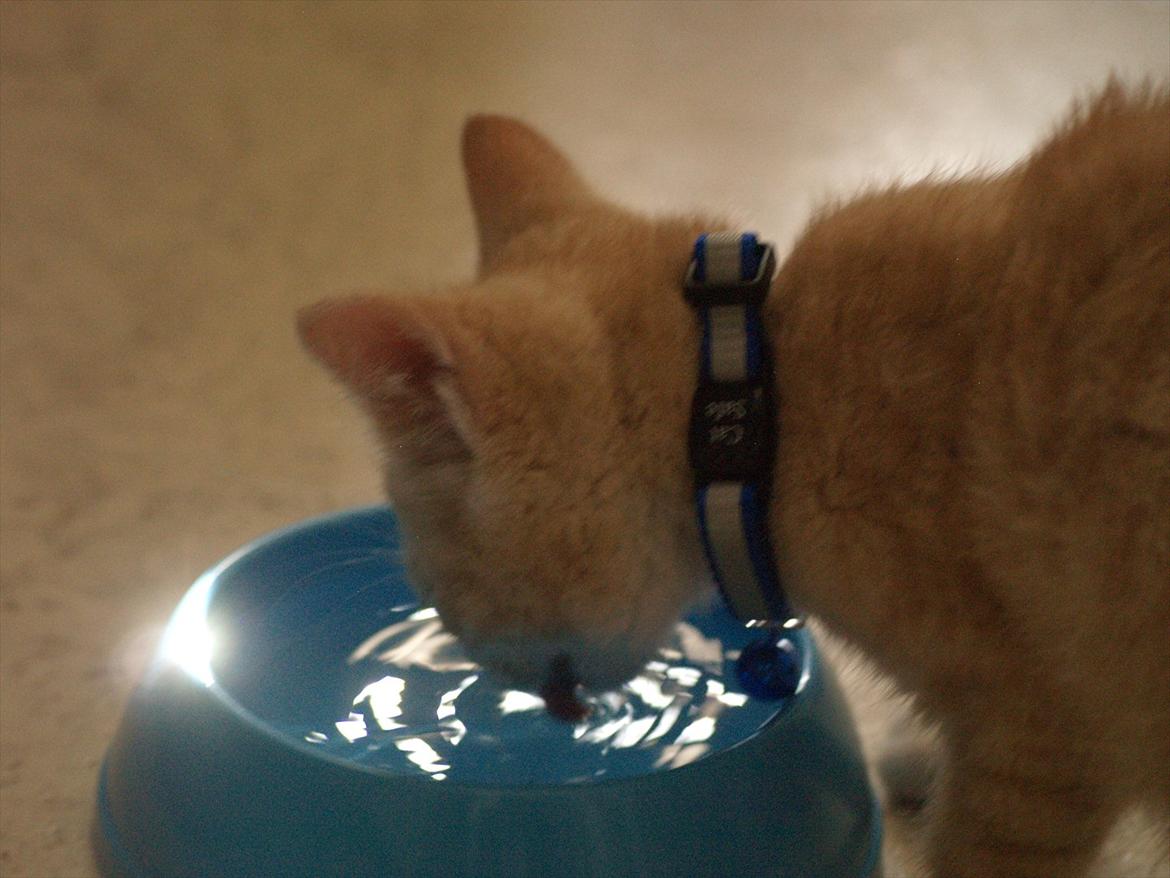 Blanding af racer Simba<3 billede 14