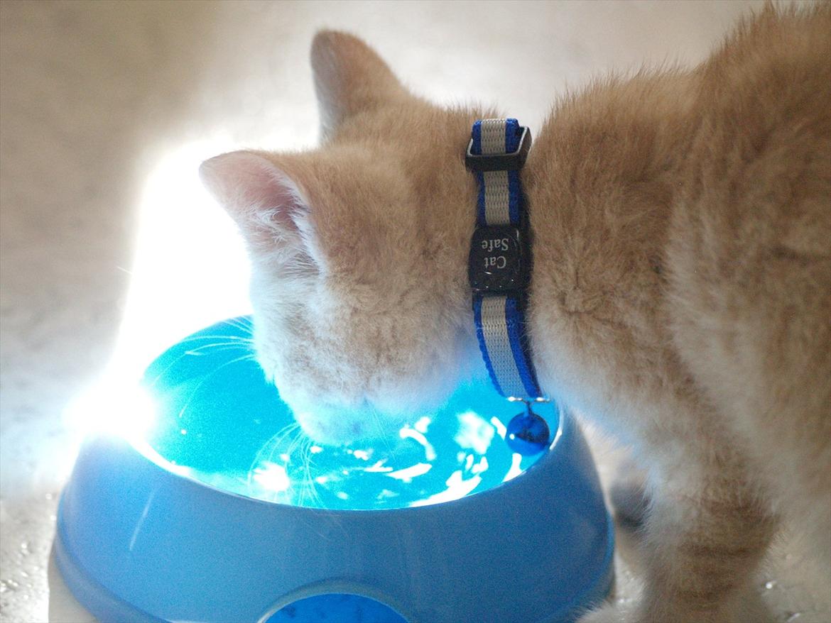 Blanding af racer Simba<3 billede 15