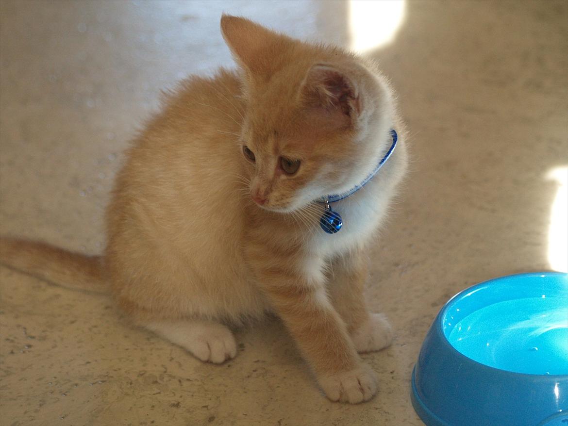 Blanding af racer Simba<3 billede 1