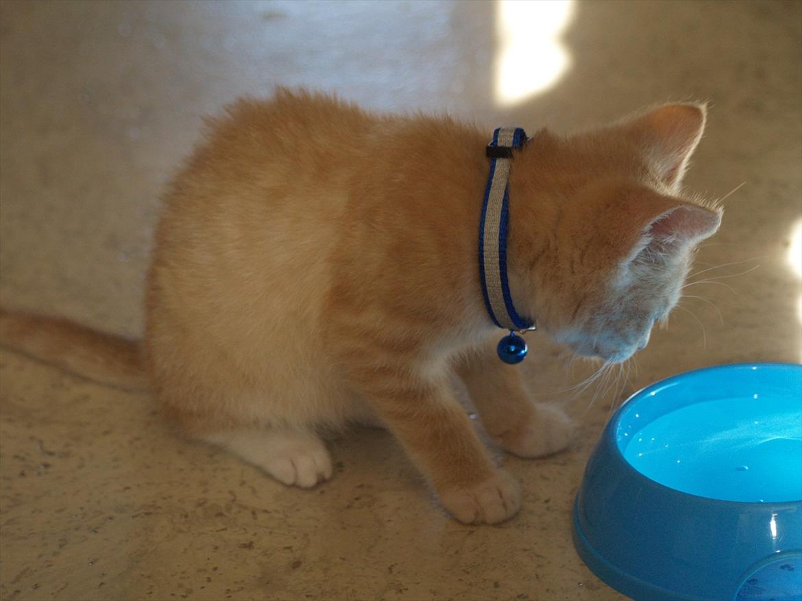 Blanding af racer Simba<3 billede 17