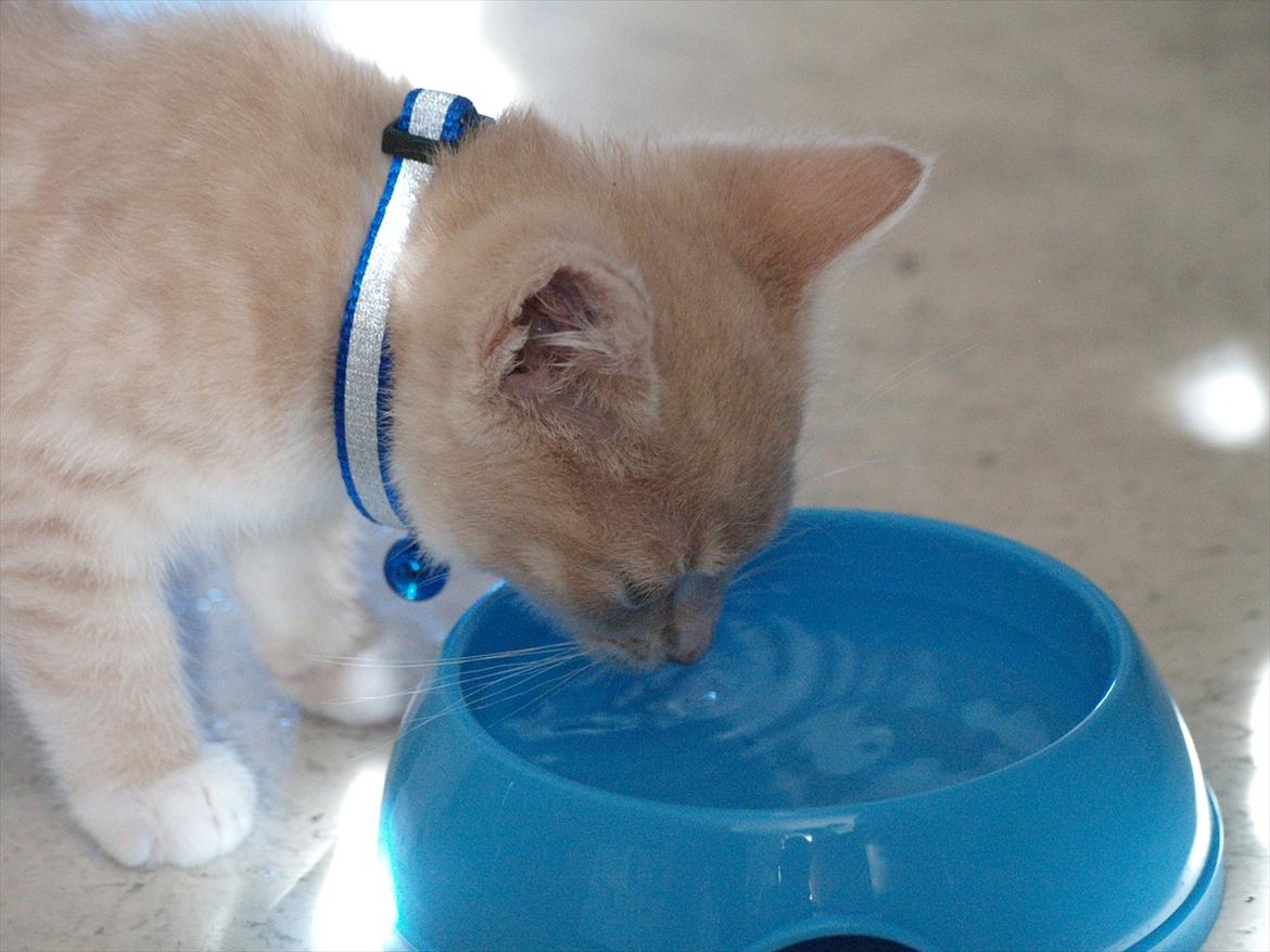 Blanding af racer Simba<3 billede 18