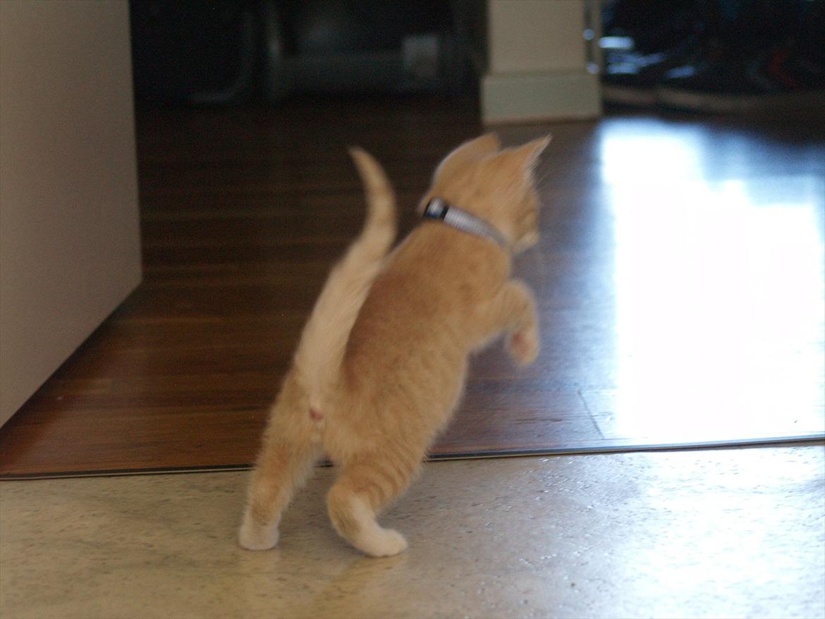 Blanding af racer Simba<3 - Af banen, af banen! her kommer bananen!!! billede 19