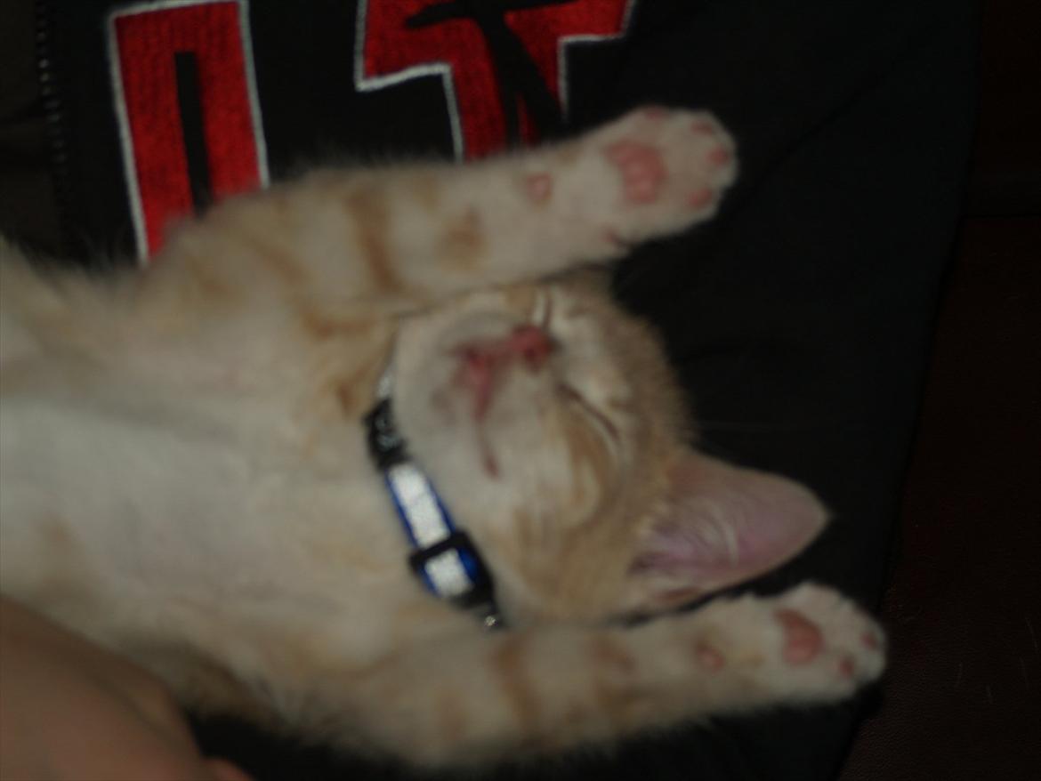 Blanding af racer Simba<3 - Sovetryne<3<3<3<3 billede 20