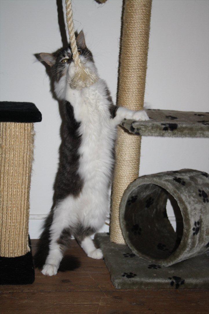 Maine Coon Krammedyret Yankie Bar billede 12