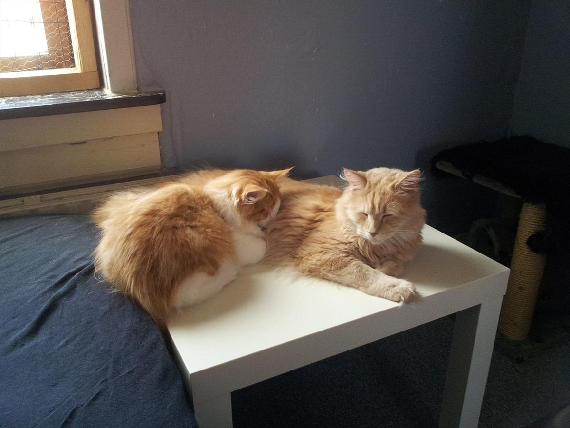 Blanding af racer Bella billede 14