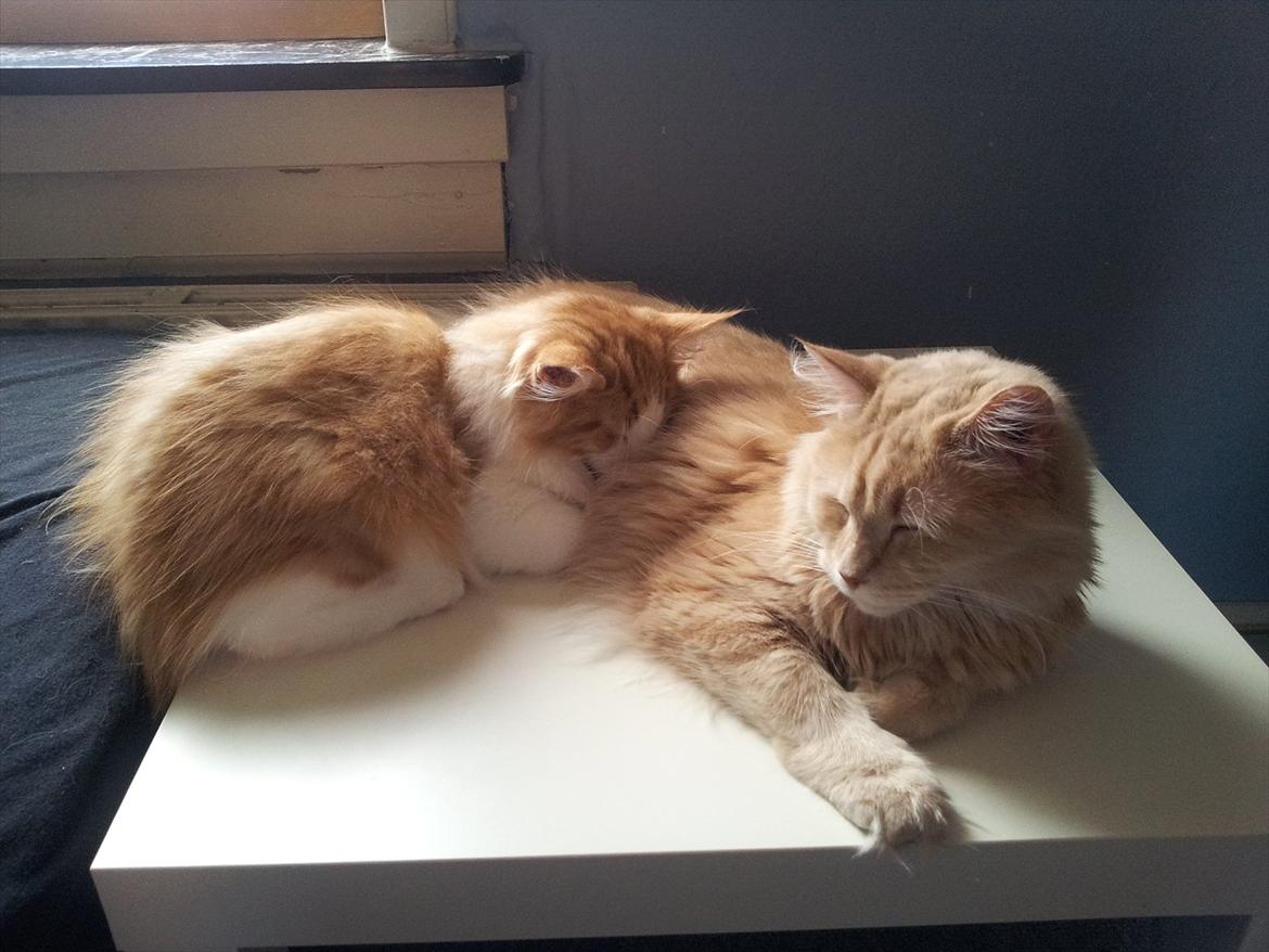 Blanding af racer Bella billede 15