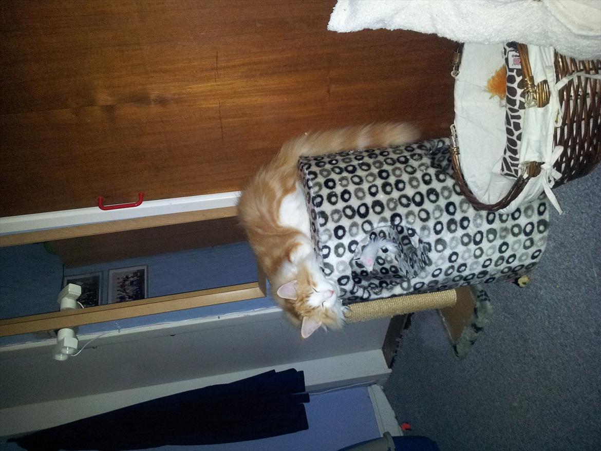 Norsk Skovkat Rasmus på luffen billede 16