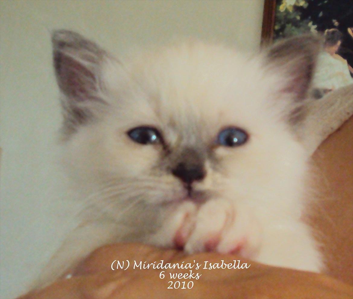 Hellig Birma (N) Miridania´s Isabella billede 1