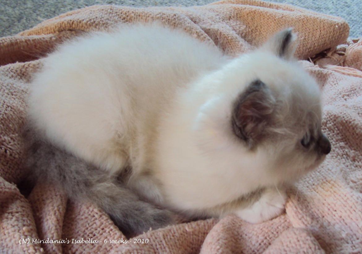 Hellig Birma (N) Miridania´s Isabella billede 2