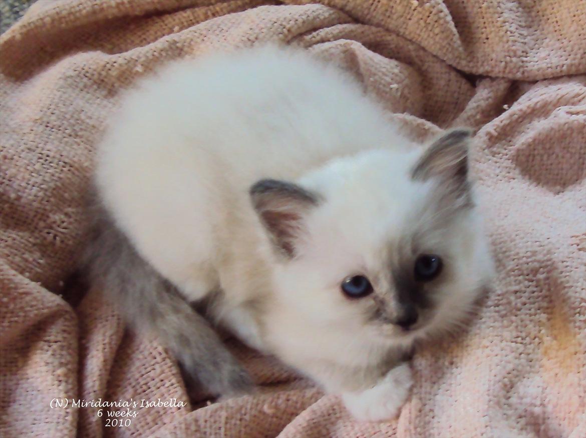 Hellig Birma (N) Miridania´s Isabella billede 3