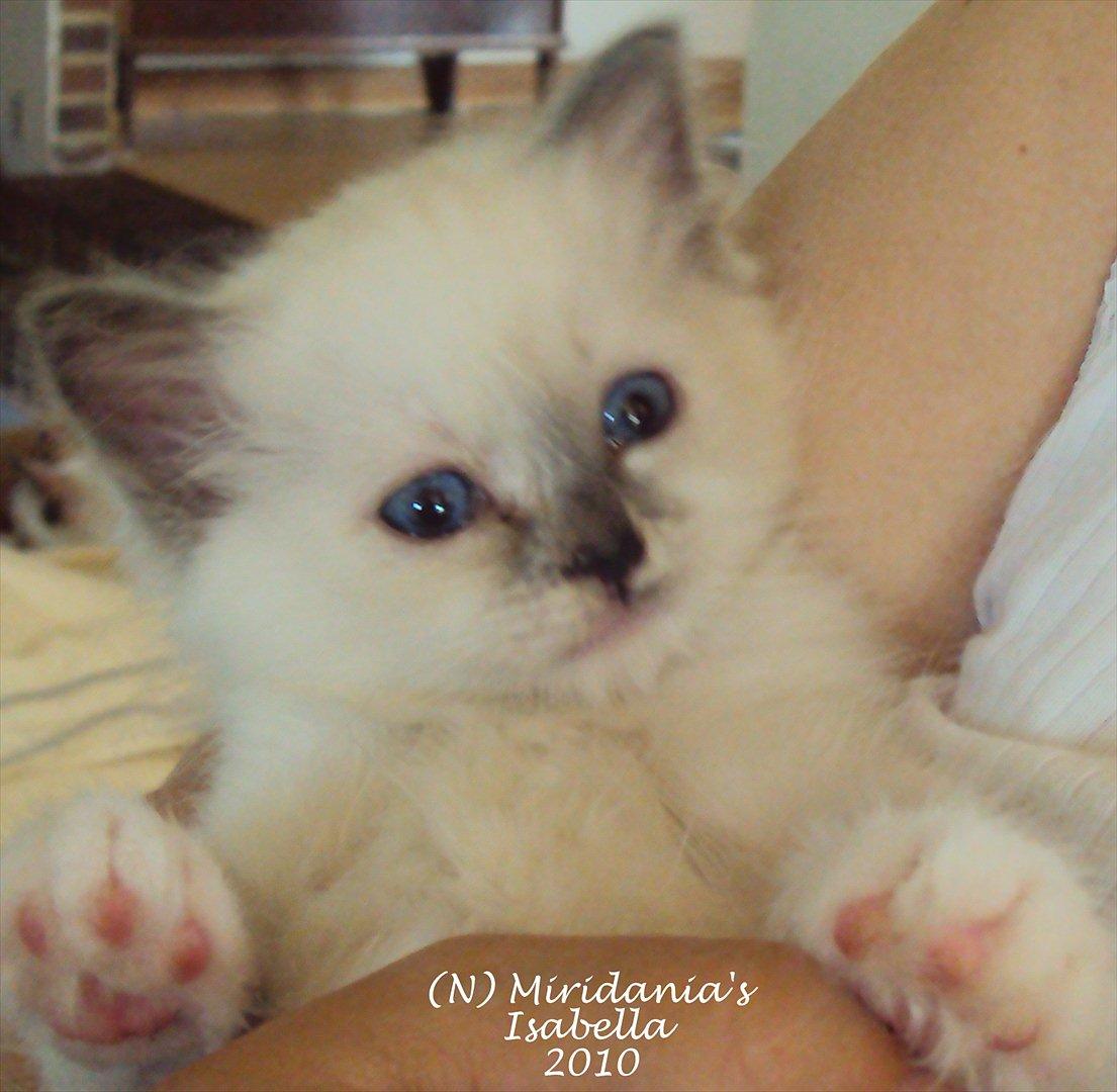 Hellig Birma (N) Miridania´s Isabella billede 4