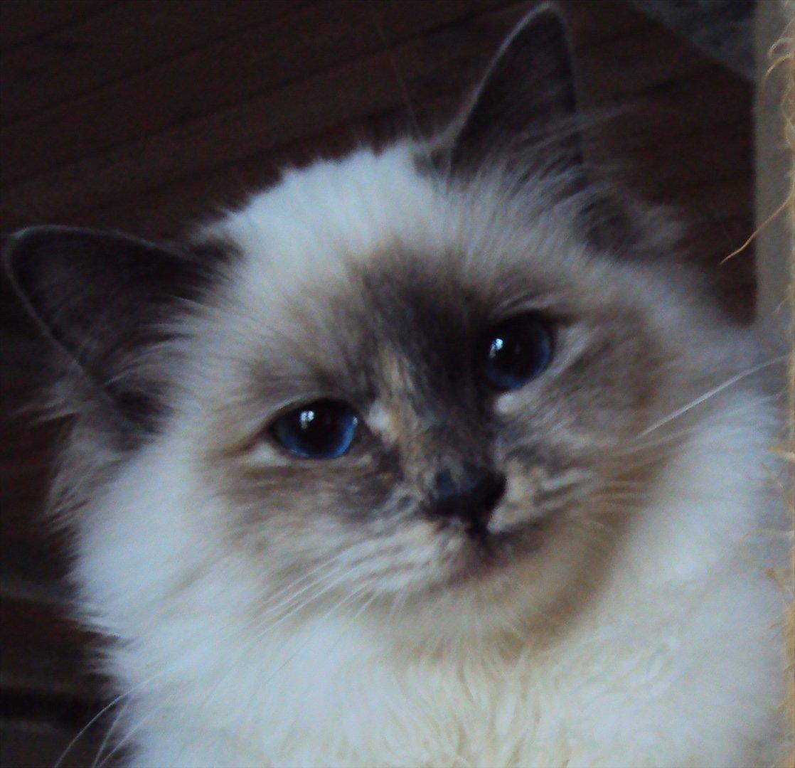 Hellig Birma (N) Miridania´s Isabella billede 7