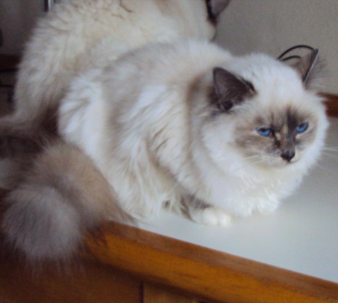 Hellig Birma (N) Miridania´s Isabella billede 6