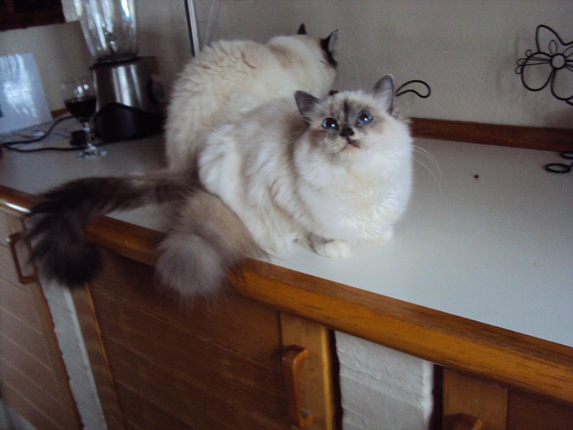 Hellig Birma (N) Miridania´s Isabella billede 5