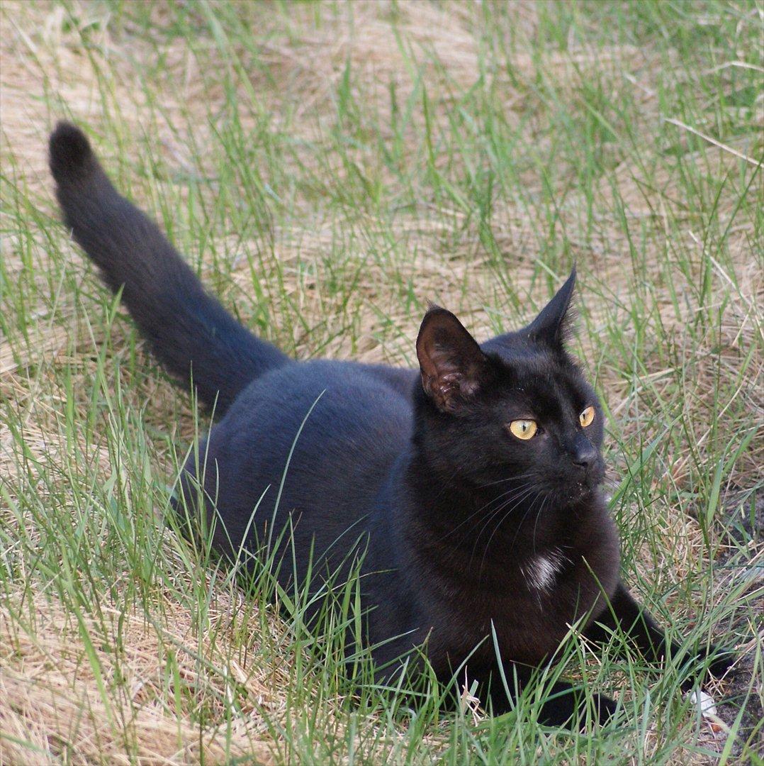 Huskat Loke - Loke  billede 7