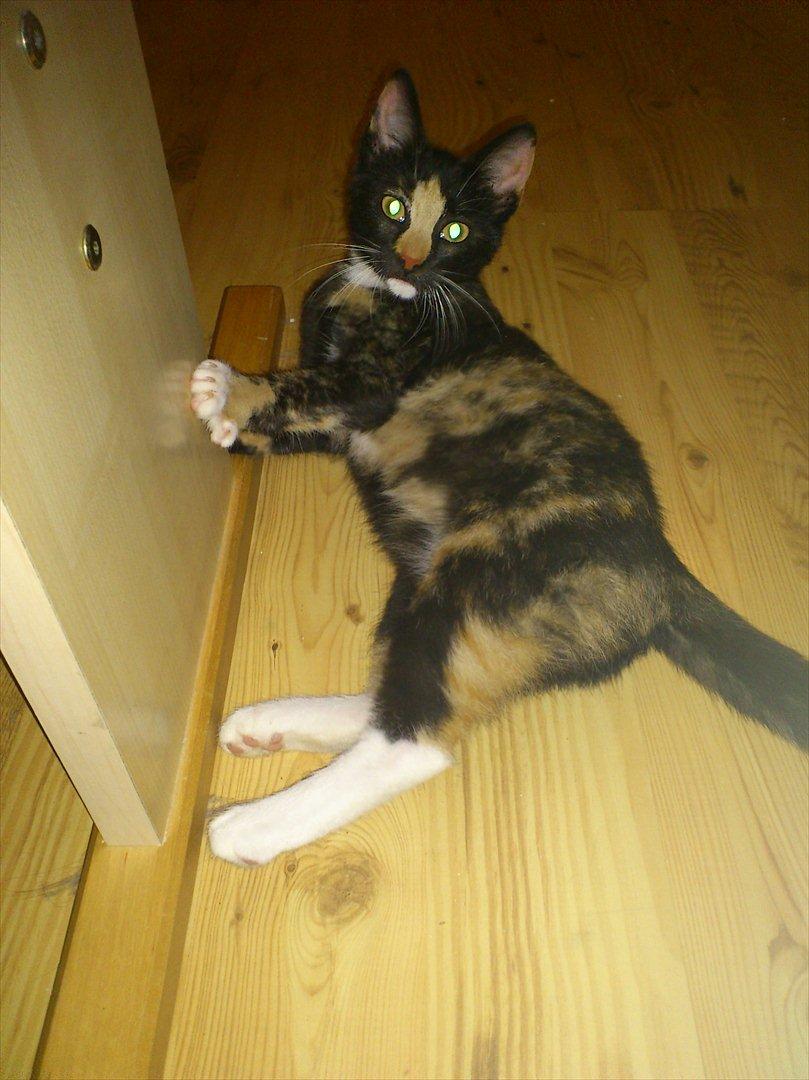 Huskat Muddy billede 1