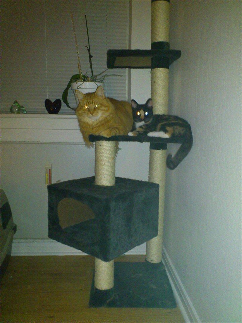 Huskat Muddy billede 2