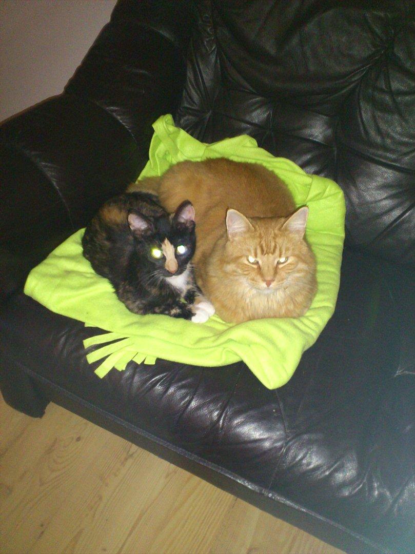 Huskat Muddy billede 3