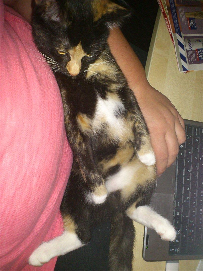 Huskat Muddy billede 4