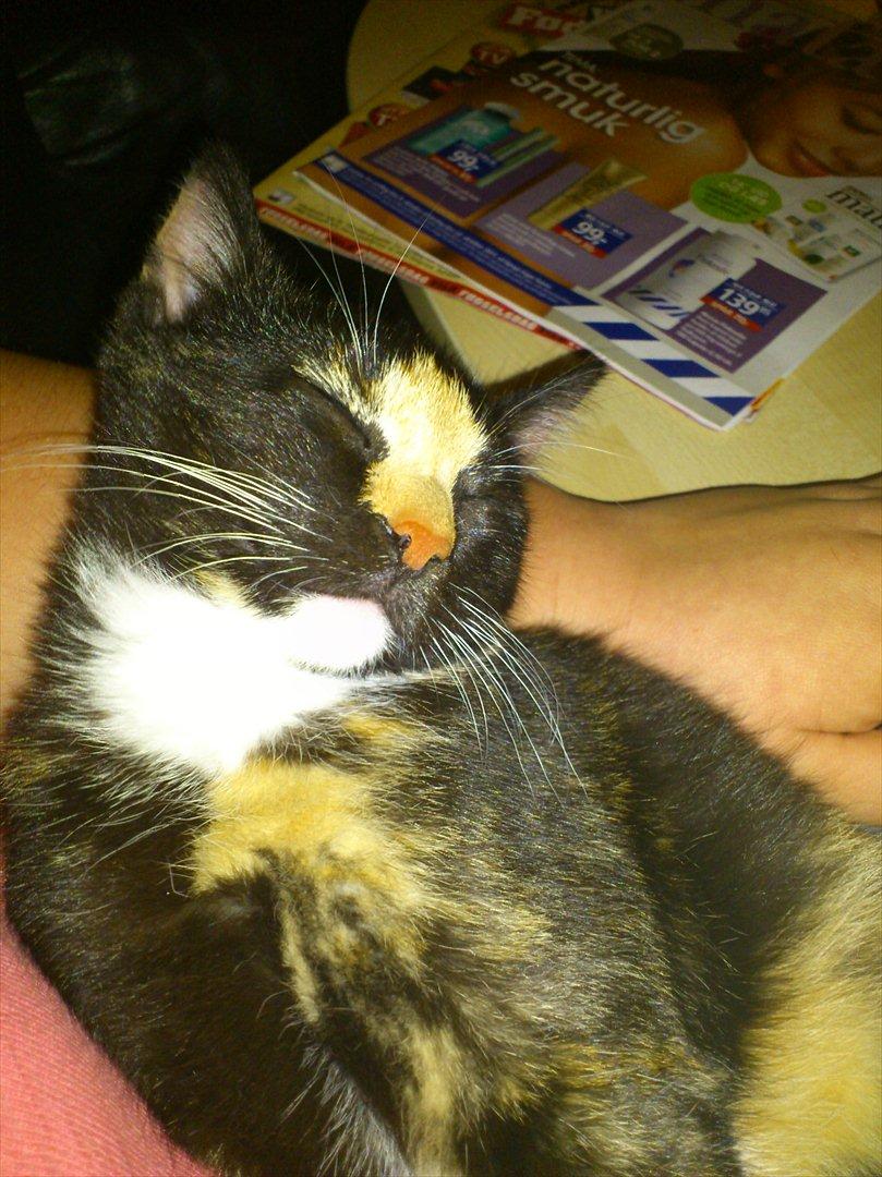 Huskat Muddy billede 5