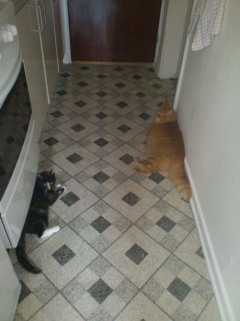 Huskat Muddy billede 6