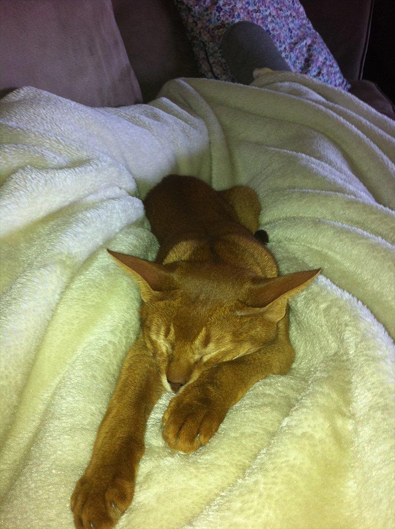 Abyssinier Viper billede 15