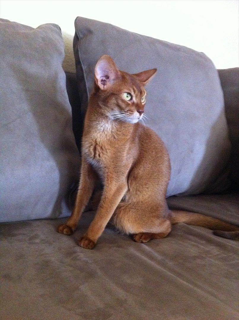 Abyssinier Viper billede 16