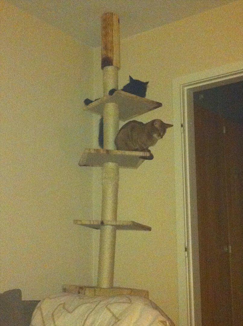 Abyssinier Viper billede 17