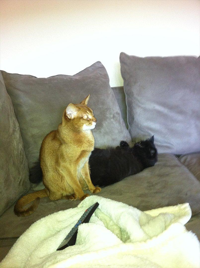 Abyssinier Viper billede 18