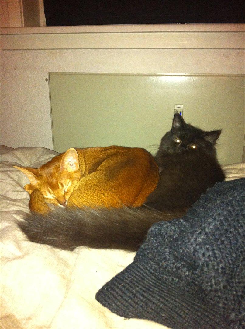 Abyssinier Viper billede 19