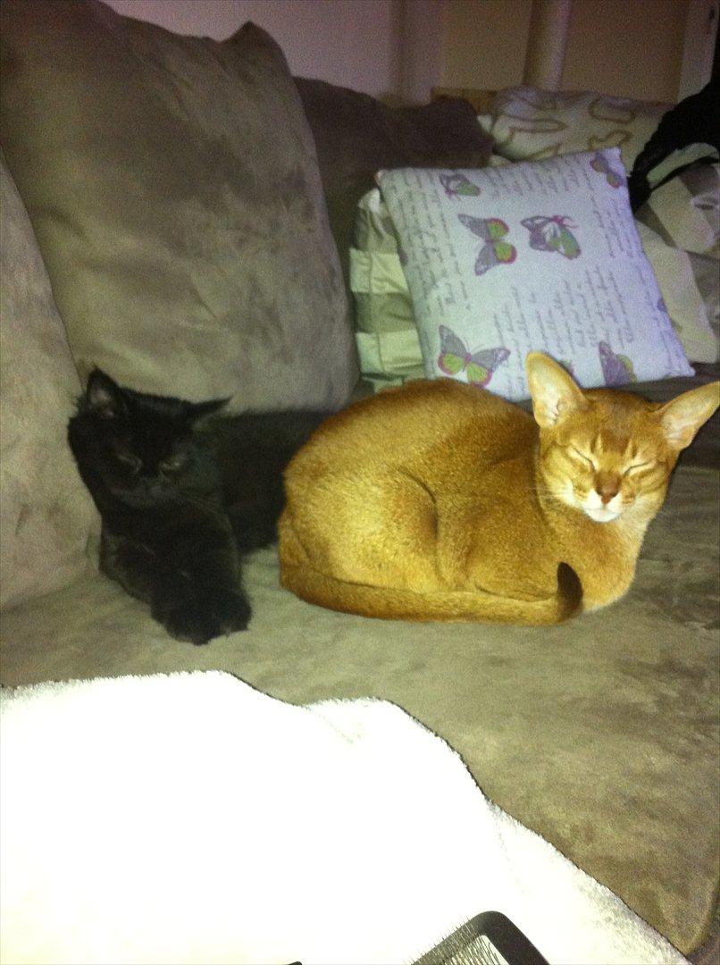 Abyssinier Viper billede 20