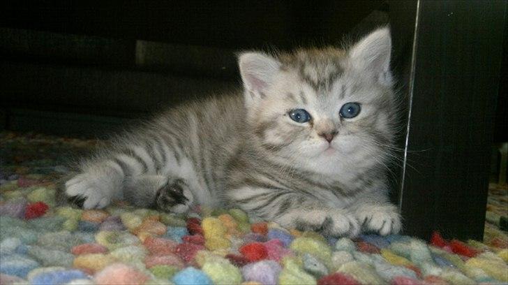 Blanding af racer Boris billede 4