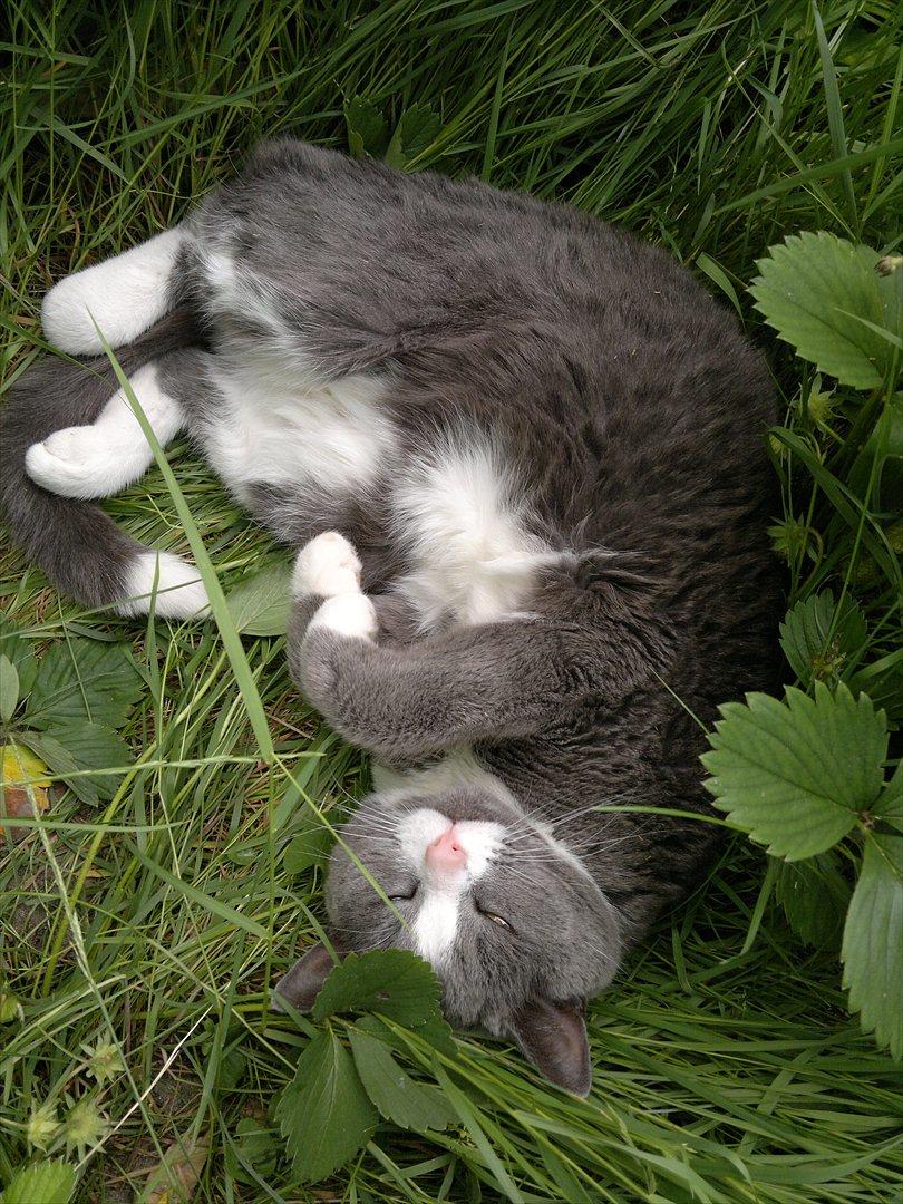 Blanding af racer Mulle RIP 31 Okt billede 17