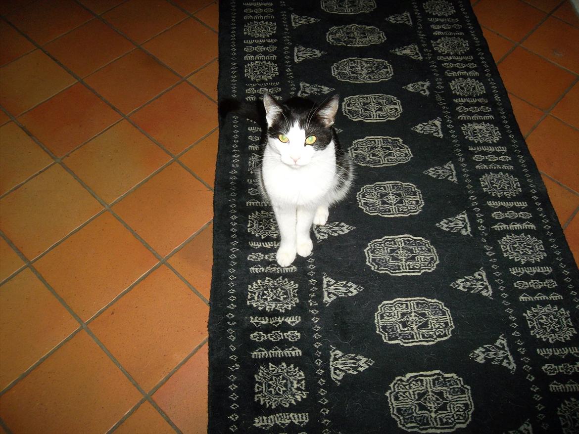 Huskat Mitte - Dejlige kat :) <3 billede 2