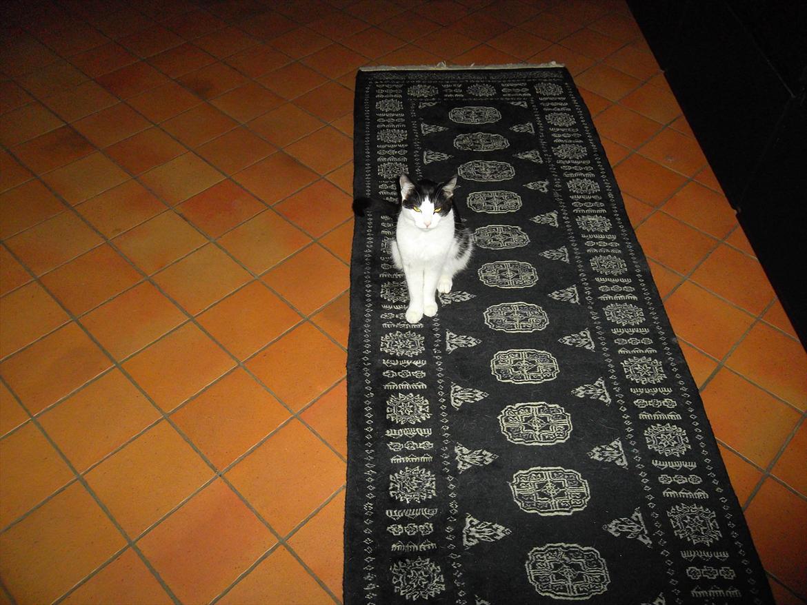 Huskat Mitte - Husets lille baby :) <3 billede 3