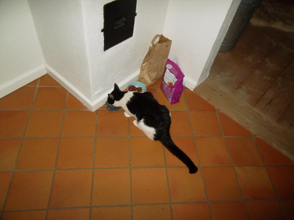 Huskat Mitte - Mad er det første den tænker på når den kommer ind :) <3 billede 4