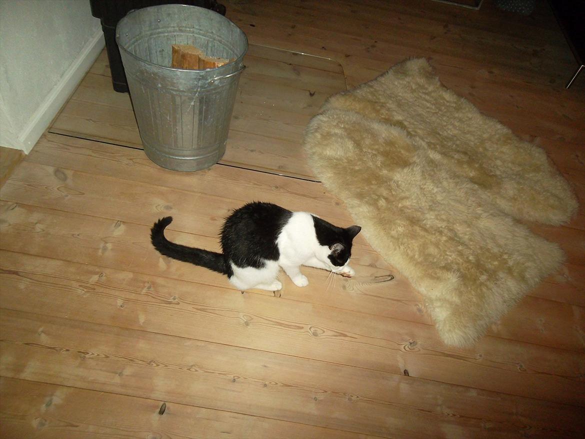 Huskat Mitte - vaske vaske :) <3 billede 5