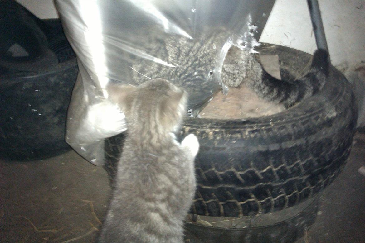 Blanding af racer Pivpiv <3 - lille piv fandt i skralde spanden:-D billede 5