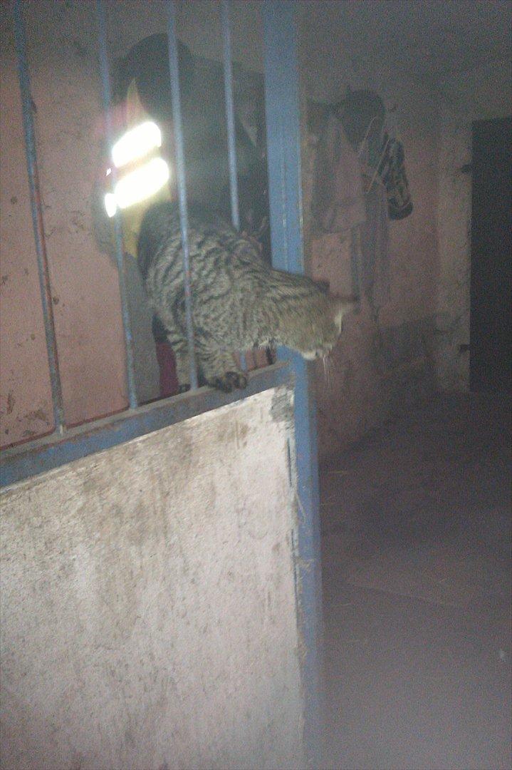 Blanding af racer Pivpiv <3 billede 6