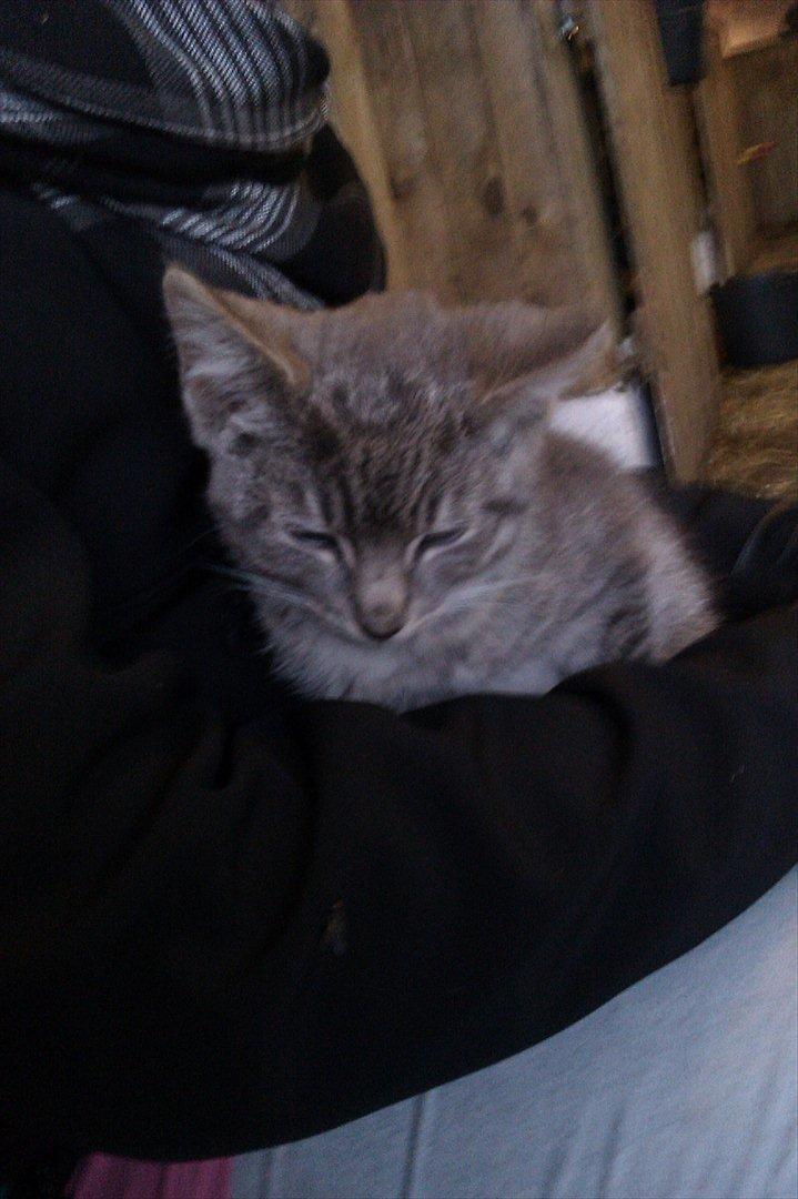 Blanding af racer Basse<3 R.I.P d.8-4 2012 billede 5